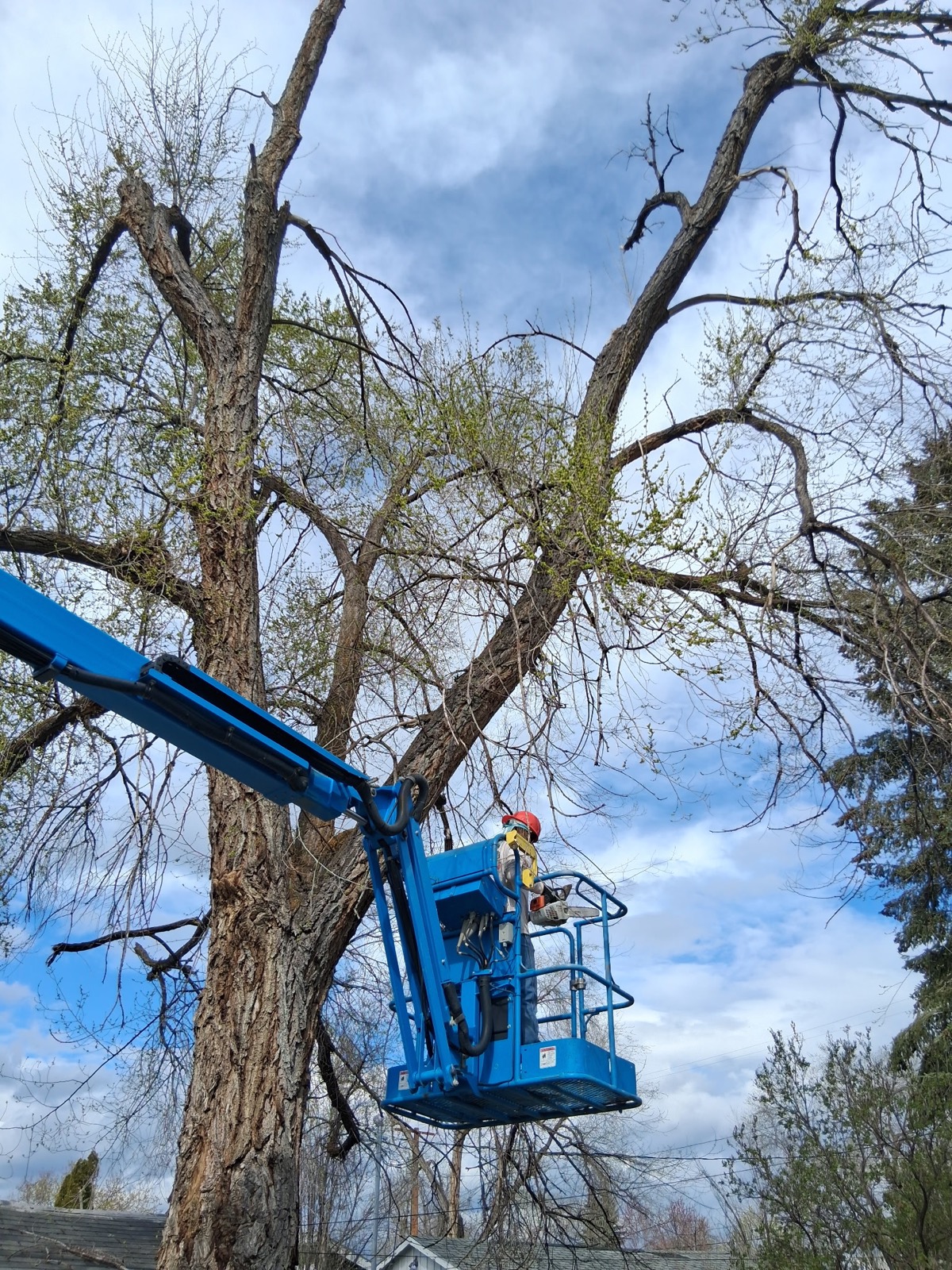 Warner Built crew trimming a large tree from an aerial lift with a chainsaw